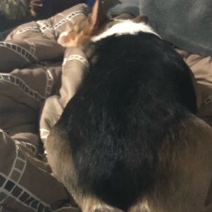 Meet your Posher, Kkelsi